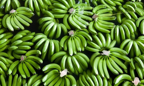Raw Banana G9